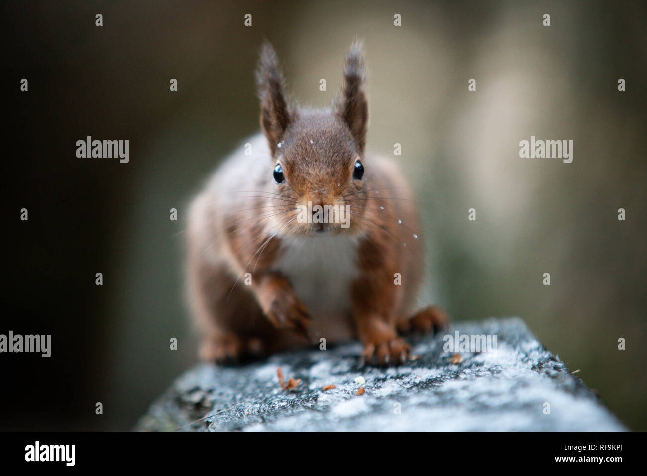 Eichhörnchen closeup im Schnee Stockfoto