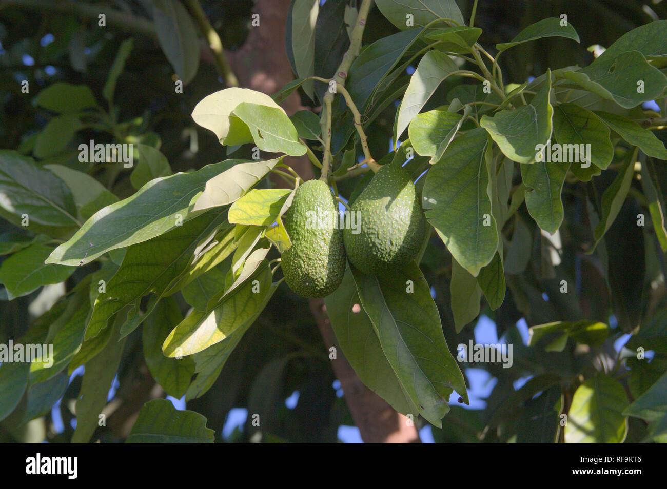 Zwei kleine reife Avocados am Baum kurz vor der Ernte Stockfoto