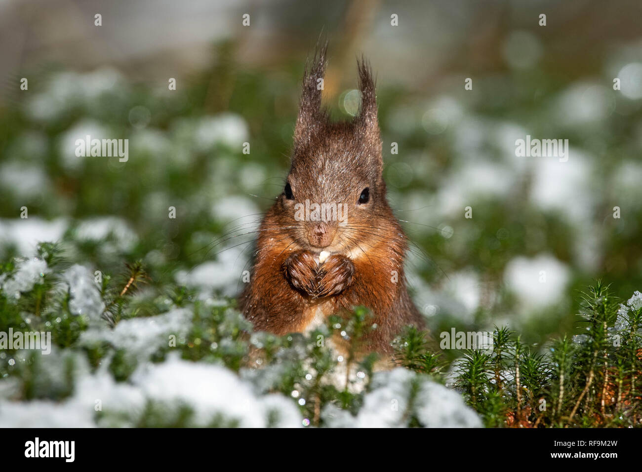 Eichhörnchen closeup im Schnee Stockfoto