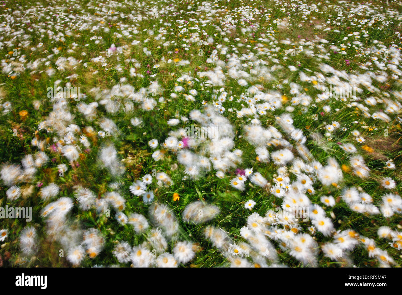 Wildflower meadow (mit Motion Blur) auf Aller Moor, Wedmore, Somerset Levels, Somerset, England, Großbritannien Stockfoto