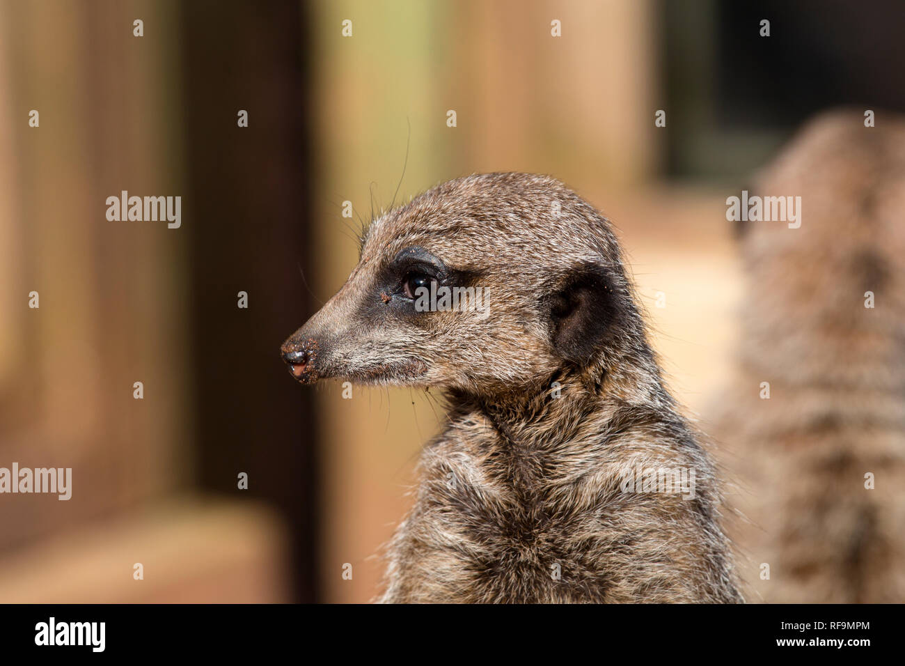Ein Erdmännchen sitzt in der Sonne mit einem schmutzigen Nase Stockfoto