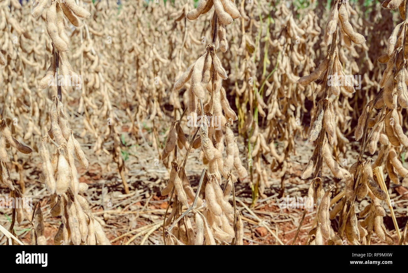 Soja pods ausgesetzt, ohne Laub. Soja Hülsen wachsen gesund. Landwirtschaft Szene. Teil 3-3. Stockfoto