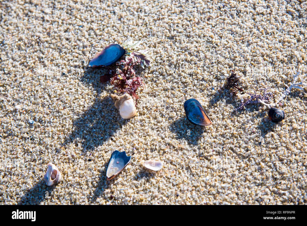 Muscheln, Korallen und Meereslebewesen an einem Sandstrand. Stockfoto