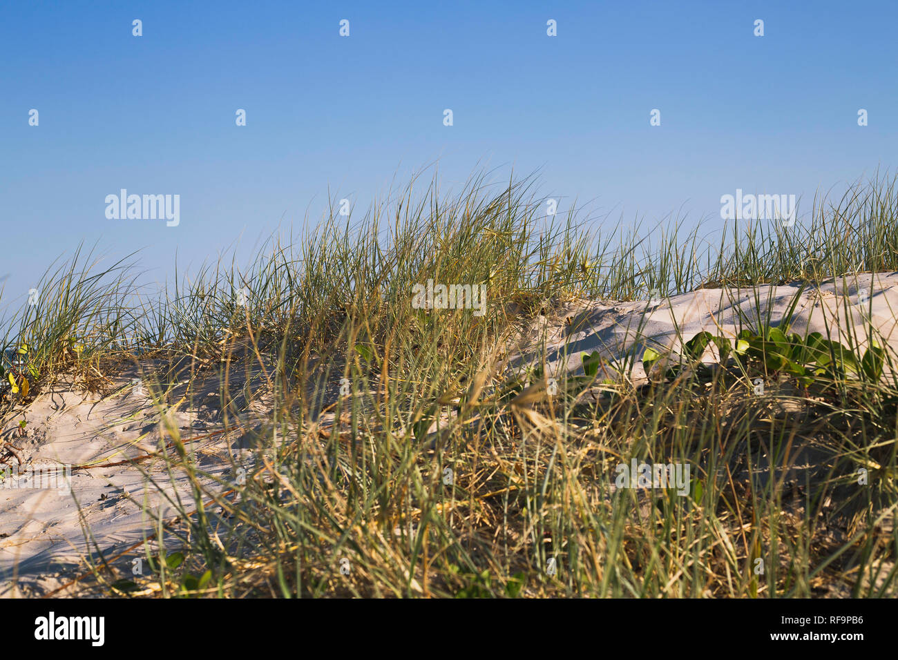 Gras auf Düne bei Sonnenuntergang Stockfoto