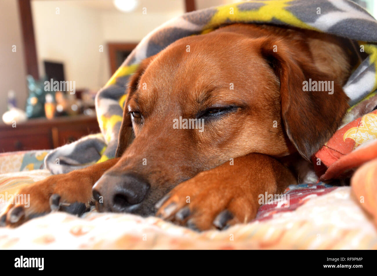 Sleepy Dog unter der Decke Stockfoto