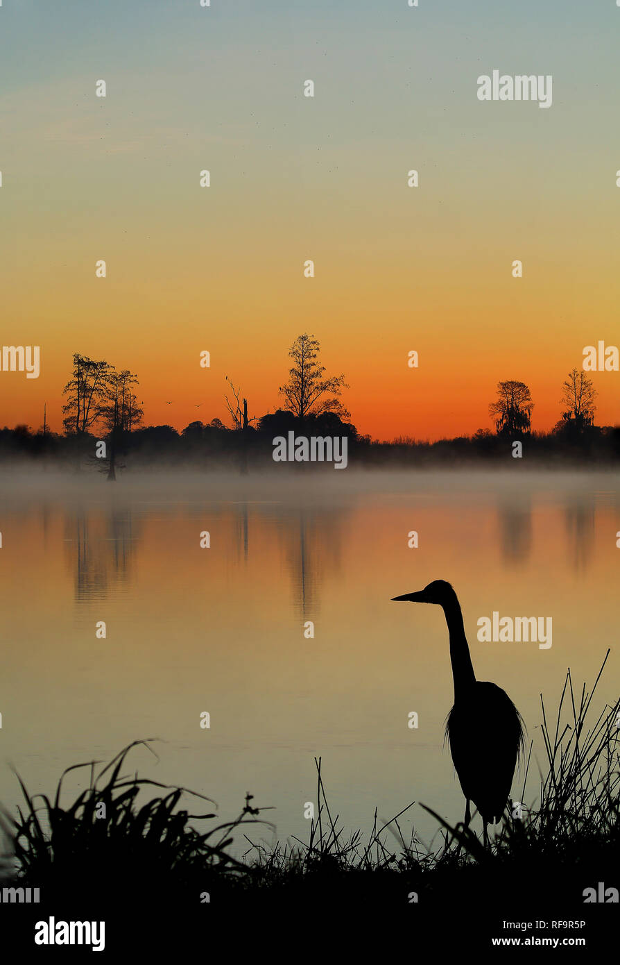 Heron Silhouette bei Nebel Sonnenaufgang an einem Feuchtgebiet. Stockfoto