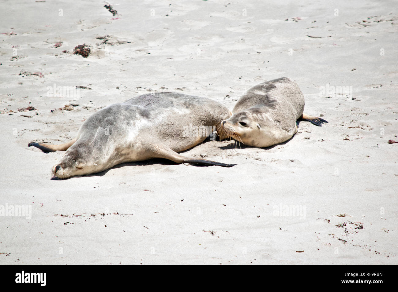 Die sea lion und Ihr Welpe ruhen auf den Strand Stockfoto