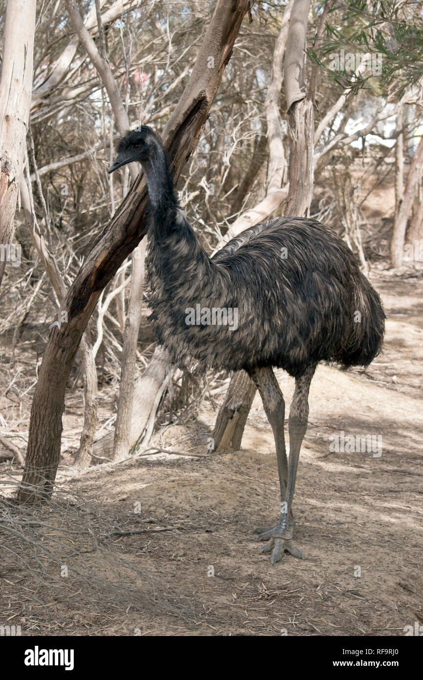 Der australische Emu ist ein sehr großer Vogel mit einem langen Gefieder er hat nur 3 Zehen an jedem Bein Stockfoto