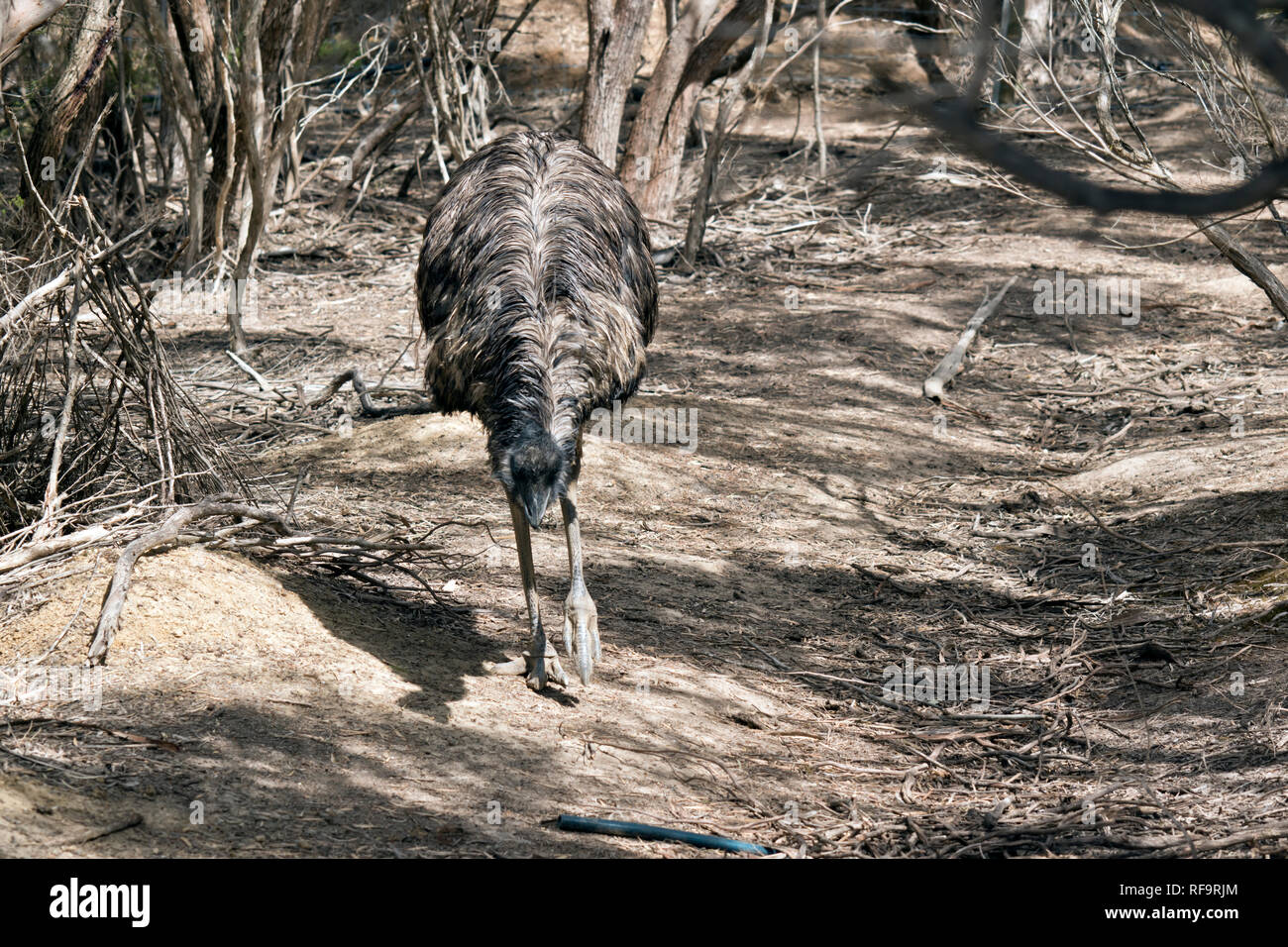 Der australische Emu ist ein sehr großer Vogel mit einem langen Gefieder er hat nur 3 Zehen an jedem Bein Stockfoto