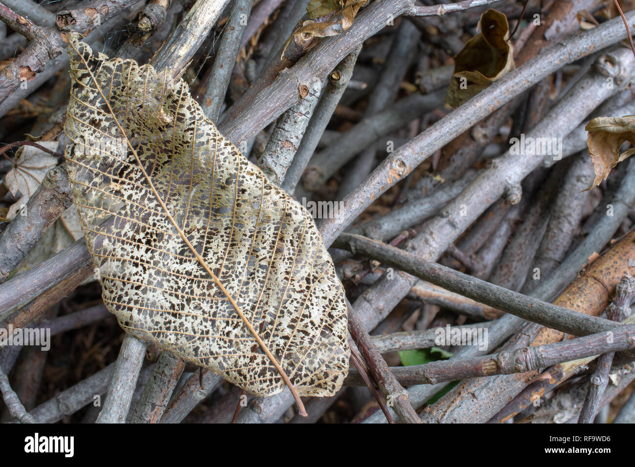 Verschlechtertem trockene braune Blatt auf einem Haufen von trockenen Stöcken im Wald. Stockfoto