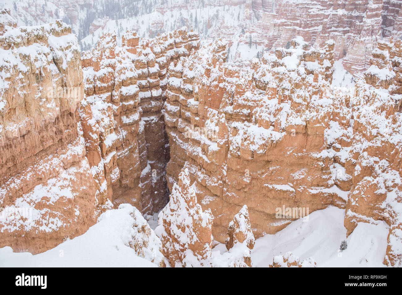 Höhe Bryce Canyon National Park, Paunsaugunt Plateau, Utah, Schnee im Winter, die Gegensatz zum berühmten roten Rock im Park Hoodoos Stockfoto