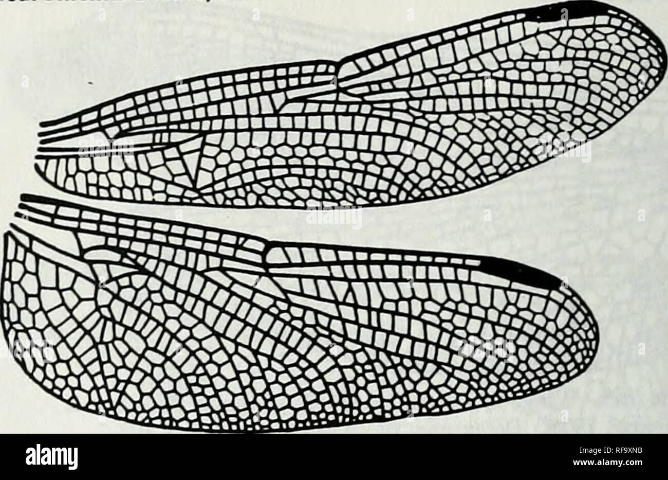 . Katalog der Familie, Gattung und Arten - Gruppe Namen der Iec der Welt. Iec; Odonata; Libellen; Libellen; Damselflies; Damselflies. Hguie 773. Flügel des Neurothemis fluctuans Fabricius (als Neurothemis palliala Rambur). Nach Belyshev&amp;. Haritonov, 1978. Delemiiner der Libellen: 189, f125-2 [b 06951 Ani: Lib: Lib: Synipetrinae (Fortsetzung) Neurothemis Brauer, 1867. Abbildung 774. Flügel des Neurothemis flucluans Fabricius (als Untamo apicalis Kirby). Nach Belyshev&amp; Haritonov, 1978. Entscheidungsbefugnis der Libellen: 214, f152-2 [b0695] Neurothemis Brauer, 1867. Plädoyer Stockfoto