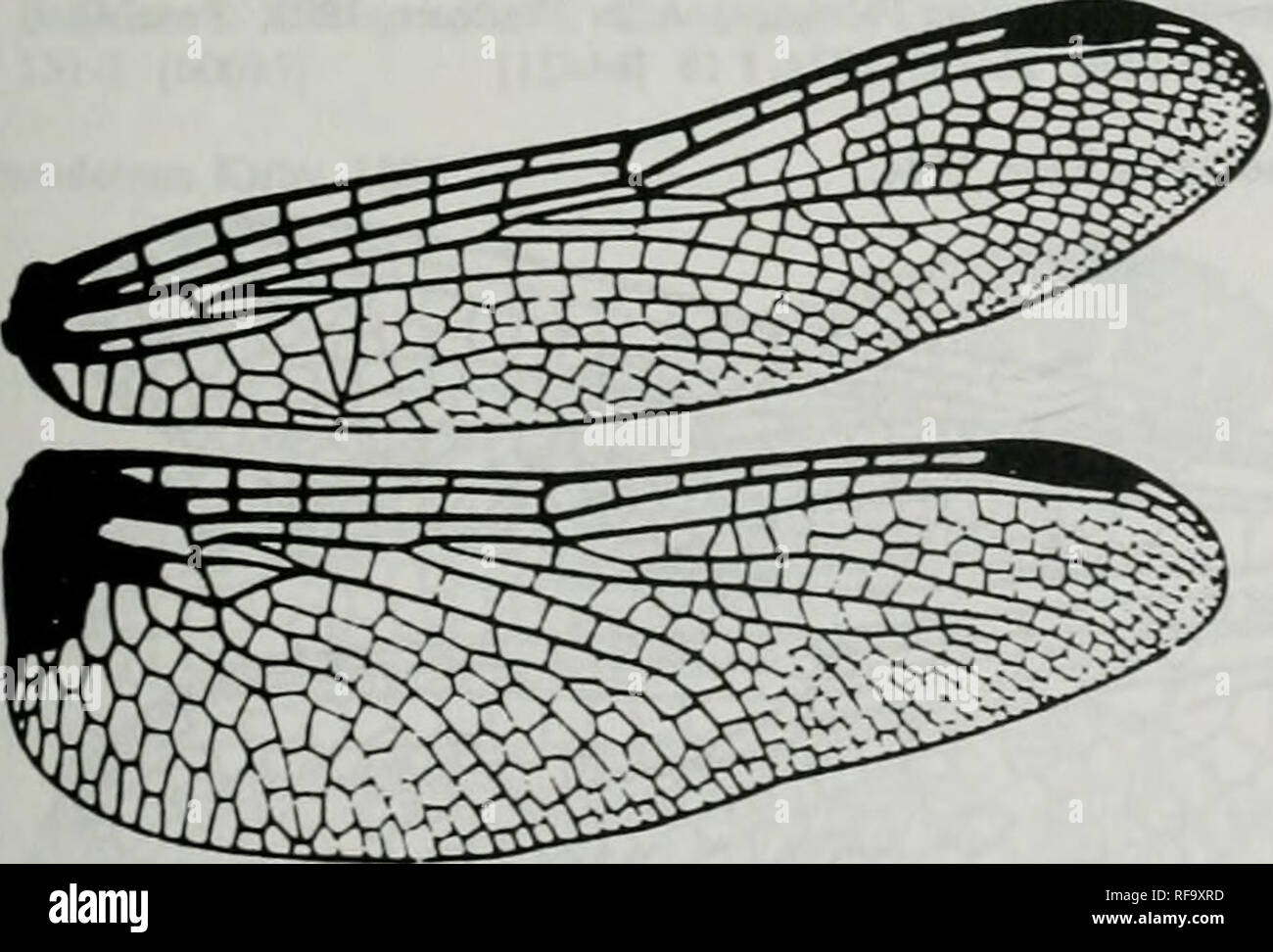 . Katalog der Familie, Gattung und Arten - Gruppe Namen der Iec der Welt. Iec; Odonata; Libellen; Libellen; Damselflies; Damselflies. Hgure 766. Flügel des Diplacodu trivialis Rambur. Nach Belyshev&amp; Haiitonov, 1978. Detetminer der Libellen: 194, f130-2 (b0695] EryUiemis Hagen, 1861. Abbildung 767. Flügel des Erylhemis simplicicoUa sagen. Nach Belyshev&amp; Hanionov, 1978. Delcrminer der Libellen: 189. f125-1 [b0695] Ani: Lib: Lib: Synipetrinae (Fortsetzung) Erythemis Hagen. 1861. Bitte beachten Sie, dass diese Bilder aus gescannten Seite Bilder, hav können extrahiert werden Stockfoto