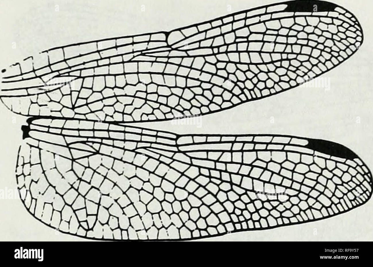 . Katalog der Familie, Gattung und Arten - Gruppe Namen der Iec der Welt. Iec; Odonata; Libellen; Libellen; Damselflies; Damselflies. Zahlen xm. ioi Ani: Lib: Lib: Libcllulinae AethioUiemis Martin, 1908 Ani: Llb: Lib: Libcllulinae (Fortsetzung) Amphithcmis Selys 1891. Bitte beachten Sie, dass diese Bilder sind von der gescannten Seite Bilder, die digital für die Lesbarkeit verbessert haben mögen - Färbung und Aussehen dieser Abbildungen können nicht perfekt dem Original ähneln. extrahiert. Brücken, Charles A. Urbana, Illinois: Charles A. Brücken Stockfoto