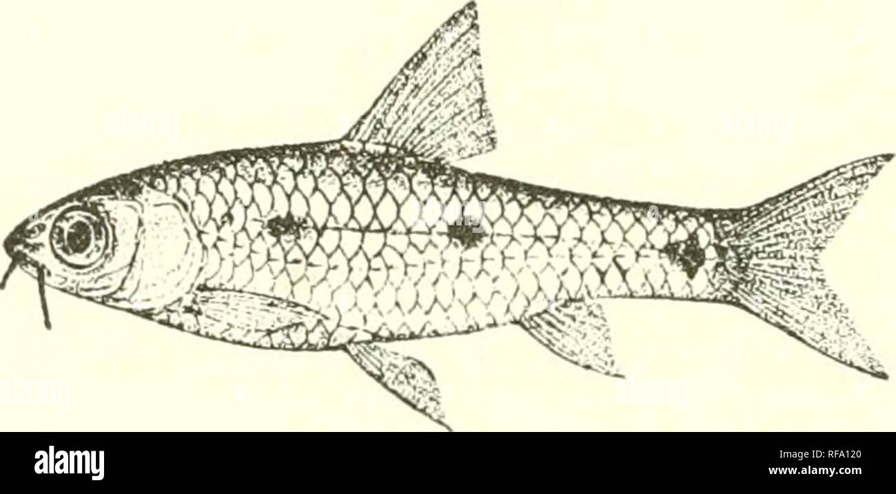 . Katalog der Süßwasser-Fische von Afrika in das British Museum (Natural History). Fische; Süßwasser-Tiere. 172 CYPKINID^. 27.-30. Hg] r. &Amp; yg. Gizeh, in der Nähe von Kairo. 37-46. Ad. &Amp; hgr. Einbabeh, unteren Nil. 47-56. Ad. &Amp; hgr. Beni Souef", 57. Skel. ""&Gt; 58-60. Ad. Zwischen Abu Tig und Assiut, 61-69. Ad. &Amp; hgr. In der Nähe von Luxor. 70-73. Ad. &Amp; hgr. Zwischen Luxor und Assuan. 74-77. Ad. &Amp; hgr. Assuan. 78. Hgr. Rosaires, Blauer Nil. 79. Ad. Gharb-el-Aish, Weißen Nil. 80-82. Ad. &Amp; hgr. Fashoda, Weißen Nil. 83. Hgr. Gondokoro, Bahr-el-Gebel. Kapitän S. Blume (S. ). L. Loat, Esq Stockfoto