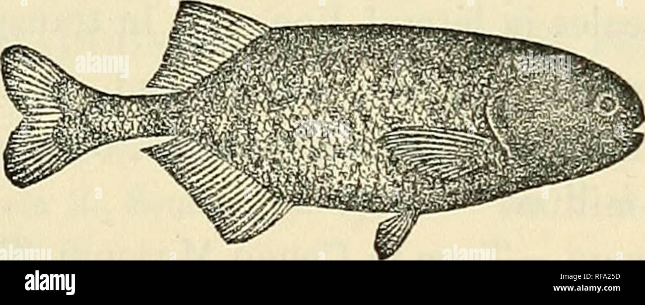 . Katalog der Süßwasser-Fische von Afrika in das British Museum (Natural History). British Museum (Natural History); Fische; Süßwasser-Tiere. MOEMYRID. E. 159 36. Ad. Loango R. bei N'Kutu. Dr. W. J. Ansorge (C.). 37-38. Ad Luali R. (Lundo Chiloango) an. 5) 39. Ad. (Chiloango Lebuzi R.) bei Kuka Muno. 51 40. Ad. (Chiloango Luculla R.). )) 41. Yg. Pujehun, Sierra Leone. N. W. Thomas, Esq. (S. ). Hinzufügen: - 5, 6. Hgr. 7. Ad. 7. MARCUSENIUS LONGIANALIS, Blgr. Niger Delta. Herr J. Paul Arnold (S. ). Kribi Kribi, S. R. in Kamerun. Gr. L. Bates, Esq. (C). 8a. MARCUSENIUS CASTELNAUI. Bouleng. Tr. Zool Stockfoto