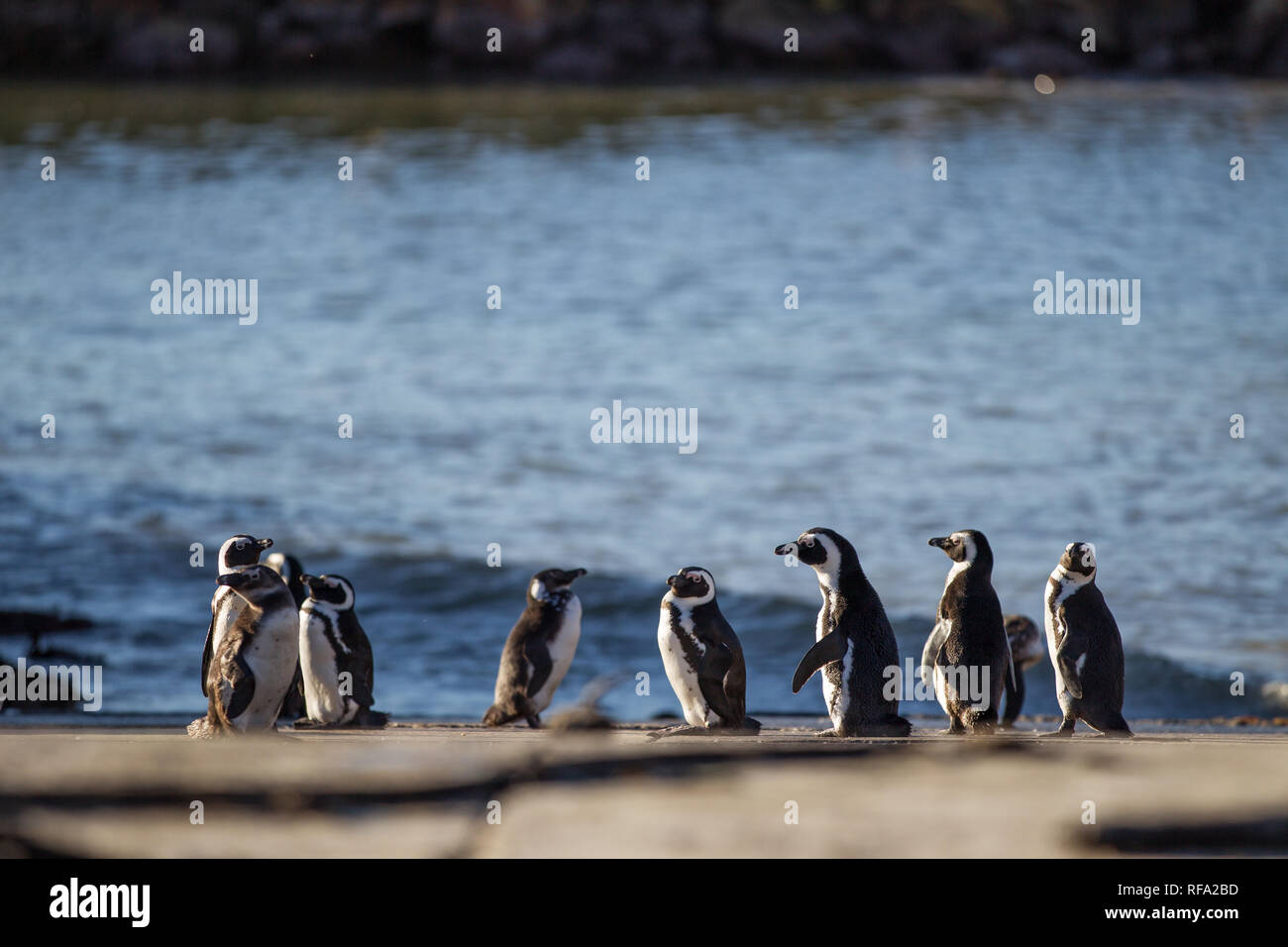 Es ist ungewöhnlich für den afrikanischen Pinguine Spheniscus demersus, auf dem Festland zu züchten, aber sie in einer Kolonie am Stony Point Nature Reserve, Betty's Bay Stockfoto