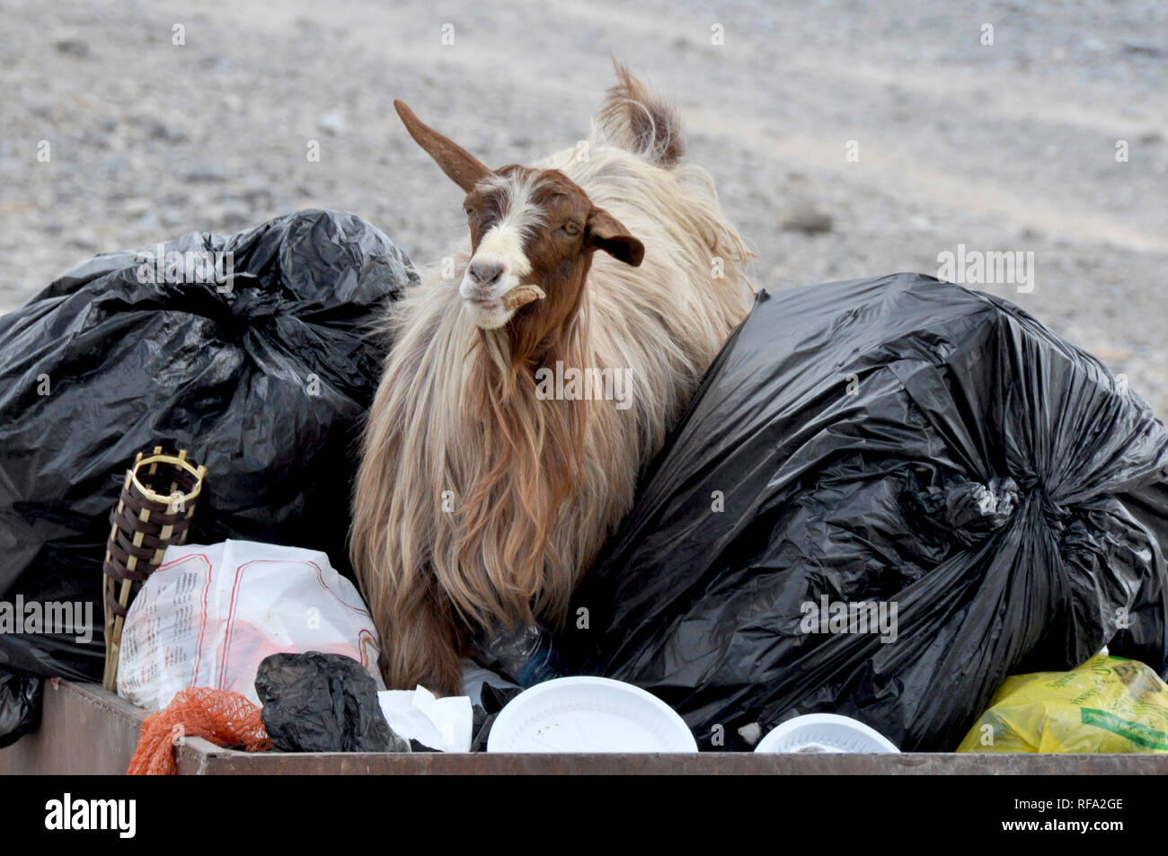 Ziege essen Kunststoff bei einem Picknick im Oman Müll. Das Land hat ein ernstes Problem mit Müll von Tagesausflüglern in den Wüsten verworfen. Stockfoto