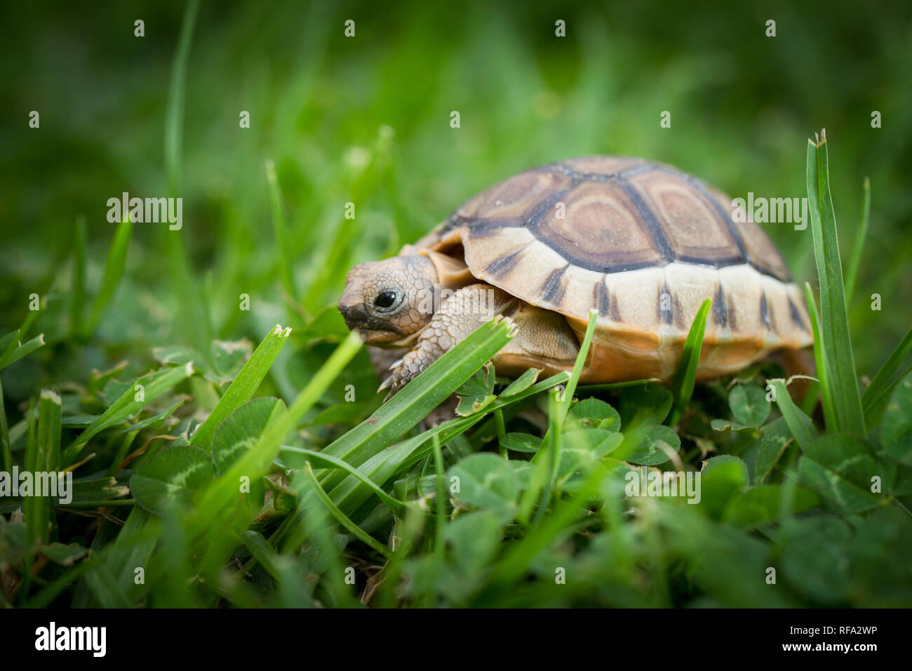 Anwinkeln Schildkröten kommen natürlich in chemische Peeling Lebensräume im südwestlichen Küstengebiete in Südafrika, aber Sie werden gemeinhin als Garten Haustiere gehalten. Stockfoto