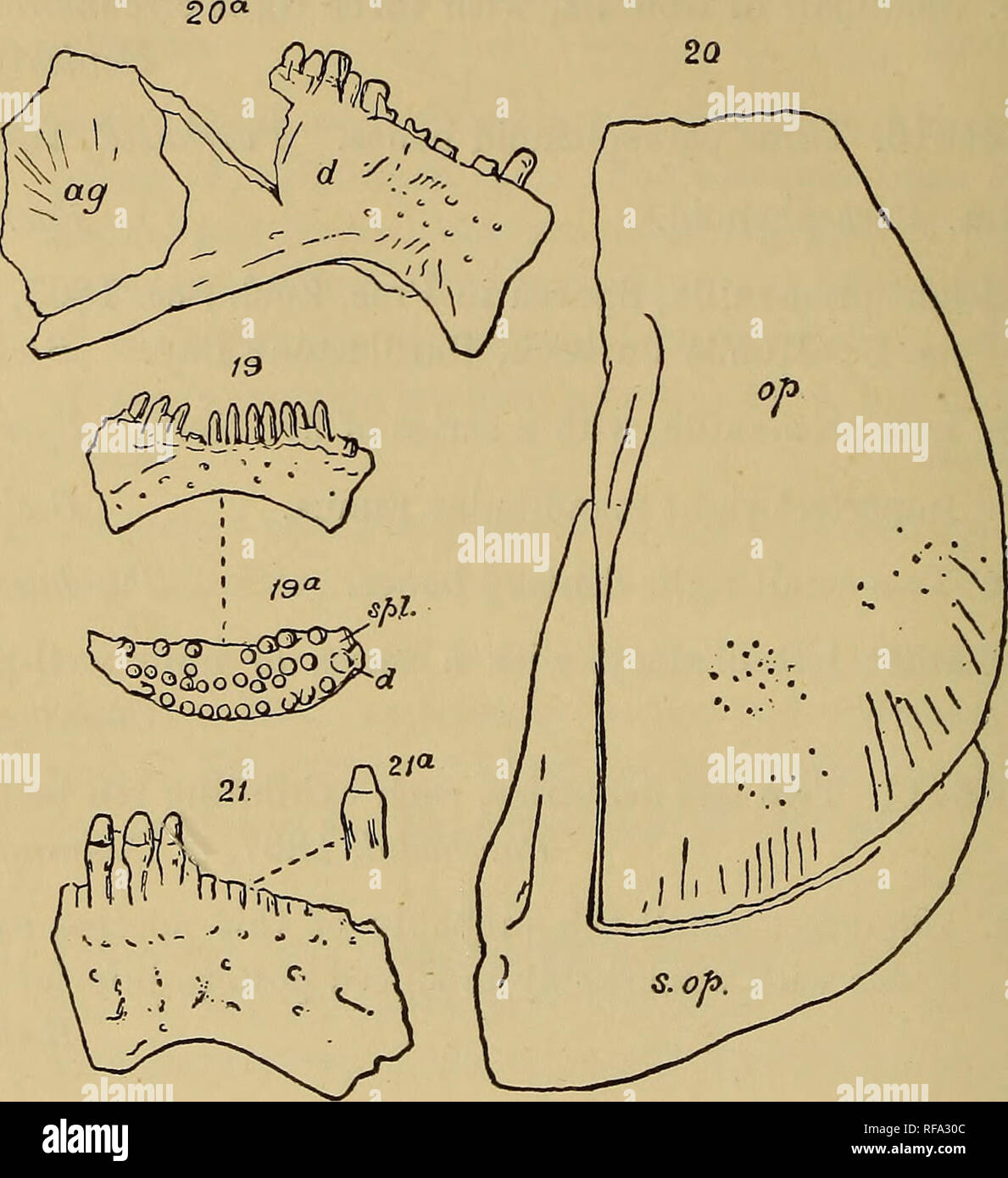 . Katalog der Fossile Fische im British Museum (Natural History)... Fische, Fossil. 100 ACTIIfOPTERYGII. antero-Prozess. Skalen groß und glatt, die der vordere Teil der Flanke mit wenigen großen denticulations zumindest in ihrer unteren Hälfte; dorsal Ridge-Skalen mit schlanken acumination. Schweine. 19-21.. Abb. 19.- Lepidotus macrocheirus; vordere Hälfte^ des rechten Unterkiefer ramus vom Äußeren und mündliche (a) Aspekte. - Oxford Lehm; Peterborough. [Art.Nr. S. 6839.]-d., dentary; spl., splenial. Schwein. 20.- Lepidotus leedsi; links Operculum (OP) und suboperculum (s. op.), äußeren Aspekt. - Oxf Stockfoto