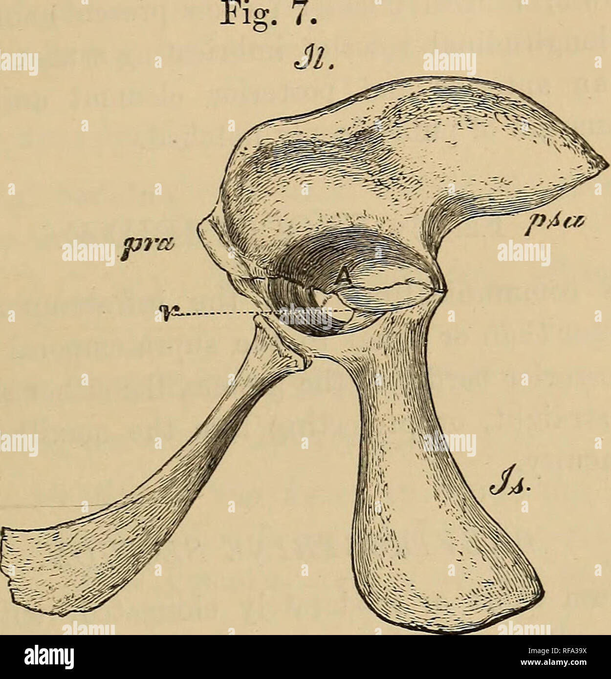 . Katalog der fossilen Reptilien und Amphibien im British Museum (Natural History)... Von Richard Lydekker... Reptilien, Amphibien, Fossil, Fossil. CEOCODILIA. 43 pubis 1 nach vorne gerichtet, mit Knorpeligen Symphyse und Fre- gen von acetabulum ausgeschlossen; Sitzbein kurz und dick, ohne obturator Prozess; Femur mit gebogenem Schaft, Kopf schräg zu kondylen, und nicht aus tuberosities differenziert und keine inneren Trochanter; Tibia ohne cnemial Crest; astragal nicht abgeflacht, und unterscheidet sich von Tibia. Eine ventrale dermale Rüstung vorhanden sein können; und den Unterkiefer fast immer eine lat Stockfoto