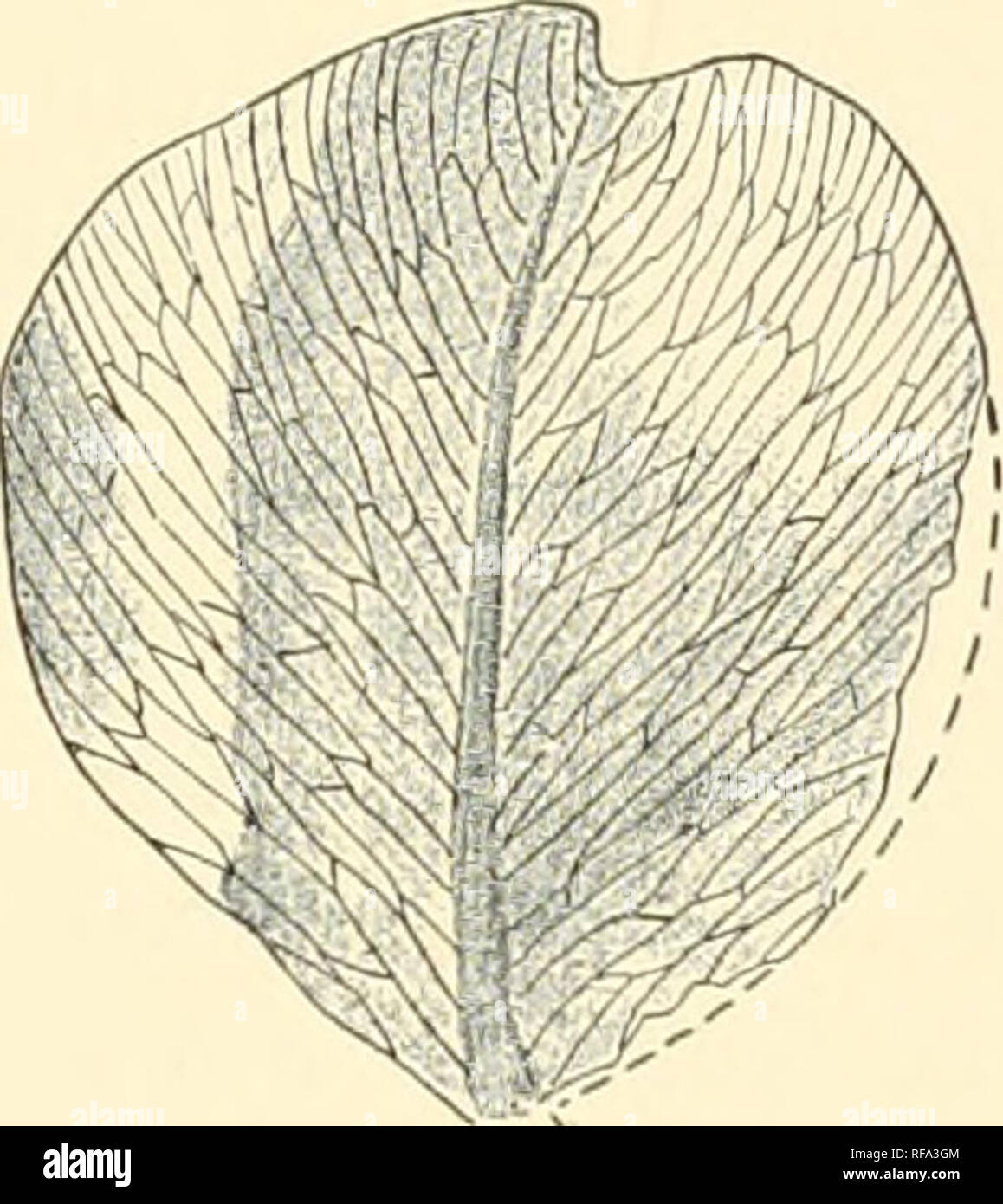 Glossopteris Stockfotos und bilder Kaufen Alamy