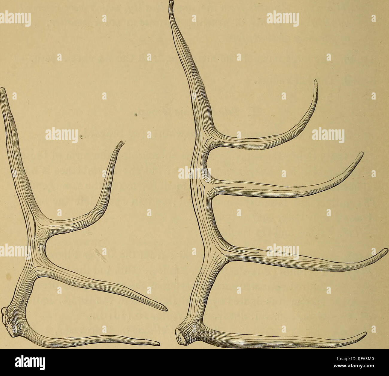 . Katalog der fossil Mammalia im British Museum (Natural History). Säugetiere, Fossil. 114 TJNGULATA. 34409. Ein geweih des sechsten Jahres; von der oberen Pliozän von (Abb.) Peyrolles. Durch Boyd-Dawkins, A.a.o. Abb. dargestellt. 17, und in der beigefügten Holzschnitt (Bild reproduziert. 12). Bravard Sammlung. Gekauft haben, 1852. Abb. 12.. Cervus tetraceros. - Geweih des Fünften (Nr. 34406) und Sechsten (Nr. 34409) Jahre; von der oberen Pliozän von Peyrolles. (Aus der Zeitschrift des Geologischen Gesellschaft.) 33506. Terminal Teil einer Geweih vielleicht der vorliegenden Art; von der Norwich Crag von N Stockfoto