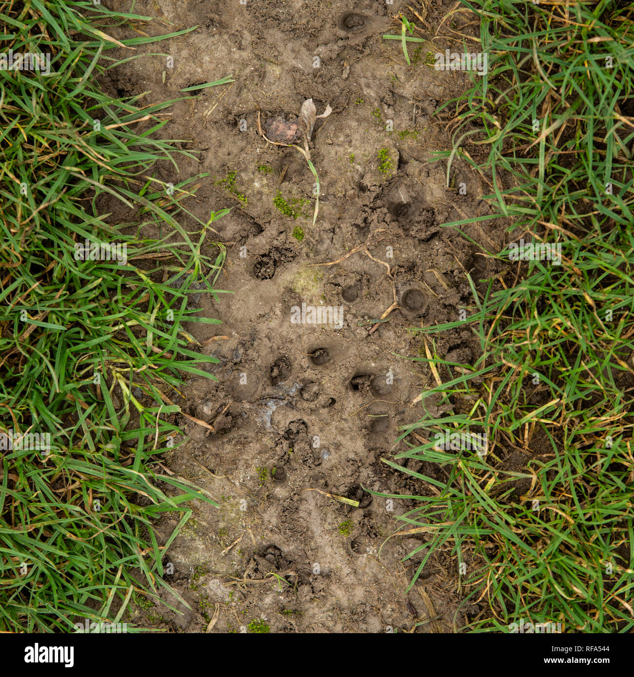 Studie der Rugby Pitch Cwmcarn, Wales Stockfoto