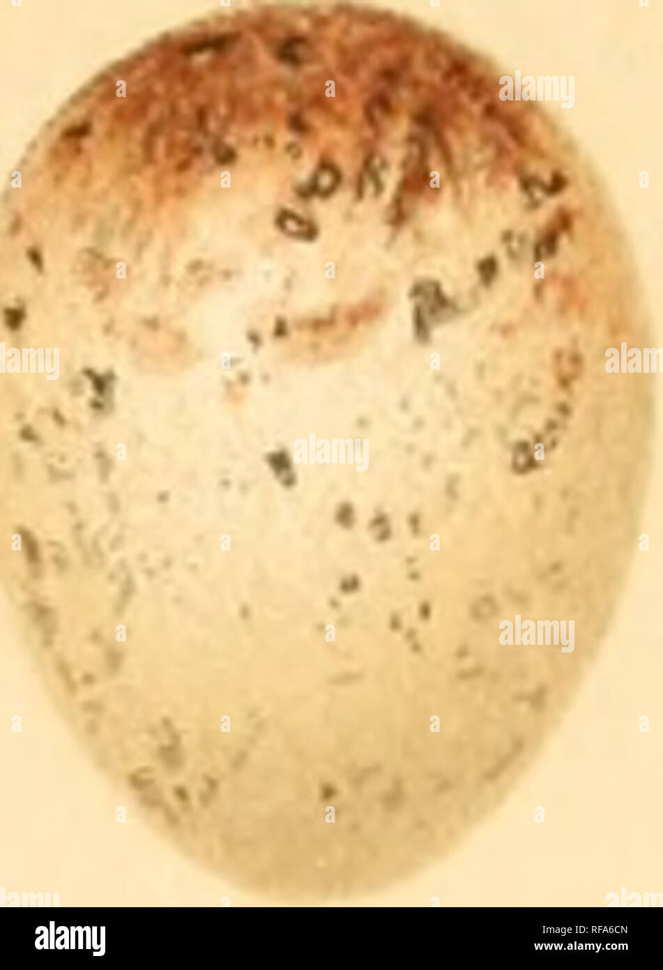 . Katalog der Sammlung von vogeleier im British Museum (Natural History). Vögel, Vögel. Cat Ei^^ s Uiit. MiisA'. Ich'l". X Bitte beachten Sie, dass diese Bilder sind von der gescannten Seite Bilder, die digital für die Lesbarkeit verbessert haben mögen - Färbung und Aussehen dieser Abbildungen können nicht perfekt dem Original ähneln. extrahiert. British Museum (Natural History). Abt. der Zoologie; Oates, Eugene William, 1845-1911; Reid, Savil Grau, 1845-1915; Ogilvie-Grant, W.R. (William Robert), 1863-1924. London, Gedruckt im Auftrag des Kuratoriums Stockfoto
