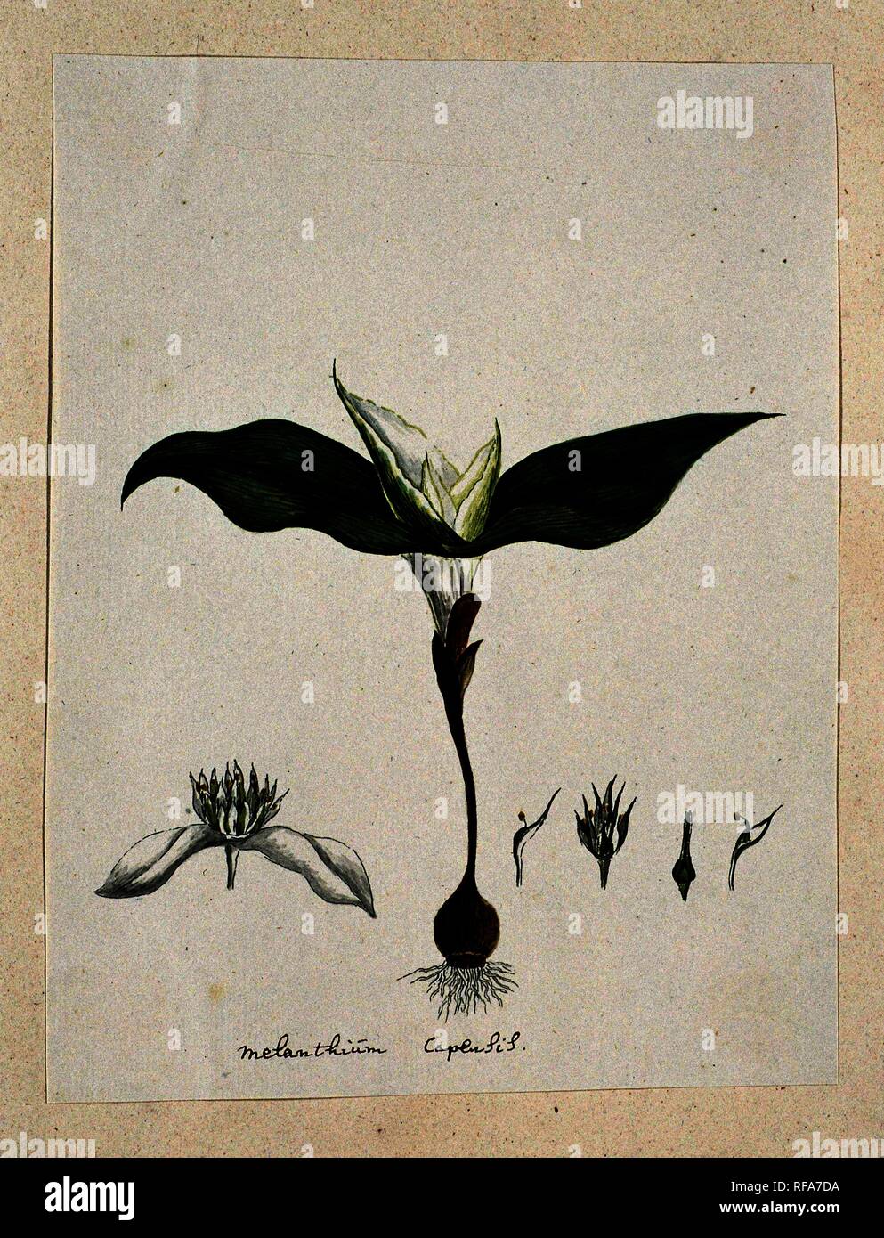 Androcymbium capense (L.) Krause. Verfasser der Stellungnahme: Robert Jacob Gordon. Dating: Oct-1777-Mar-1786. Maße: H 660 mm x B 480 mm; h 253 mm × w 194 mm. Museum: Rijksmuseum, Amsterdam. Stockfoto