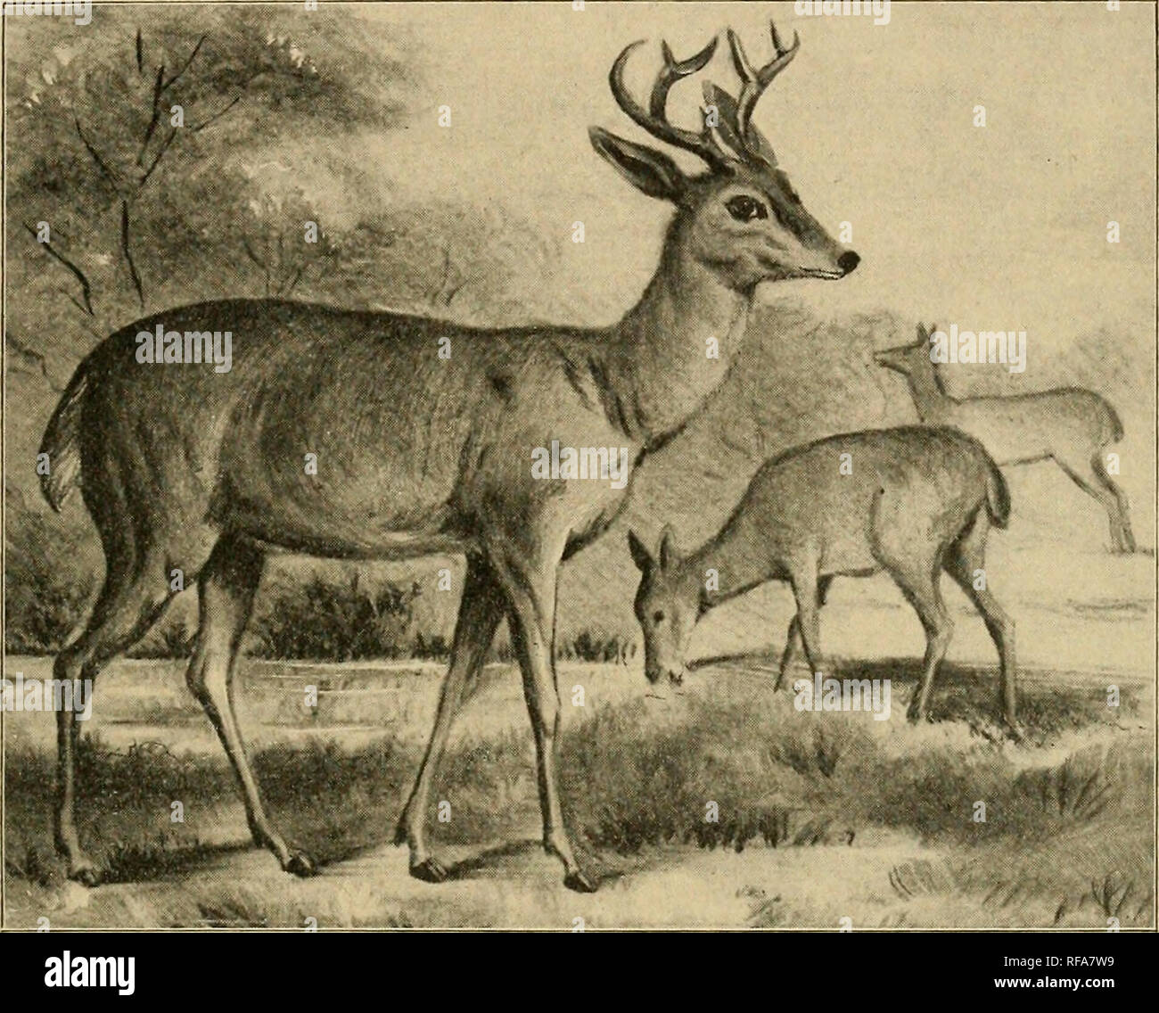 . Ein Katalog der Sammlung von Säugetieren im Bereich Columbian Museum. Feld Columbian Museum; Säugetiere. ODONTOCCELUS. 47 CouEs's White-tailed deer. 1-2. Nach (^S. Santa Cruz Mountains, Bundesstaat Sonora, Mex-ico. W. W. Preis.. Abb. Viii. CouESi ODONTOCCELUS A.. CouES's White-tailed deer. 3. Juv. (J" S. Santa Cruz Mountains, Bundesstaat Sonora, Mex-ico. W. W. Preis. b. Odontocoelus americaiuvs Texensis (mearns). Dorcelaphus texanus! Mearns, Proc. Biol. Soc. Washington, xii, 1898, S. 23. Odocoileus! Americanus texensis Elliot, Syn. N. bin. Mamm., F.C.M. Pub., II, 1901, S. 40. Zool. Ser. Odont Stockfoto