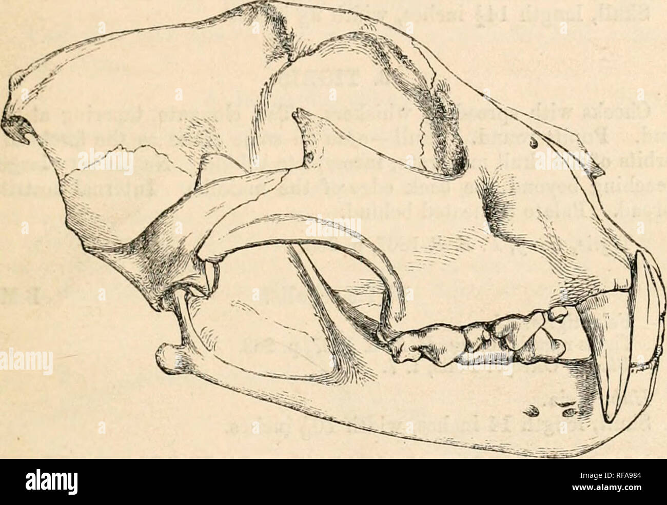 . Katalog der fleischfressend, und pachydermatous edentate Mammalia ... in der... Museum. 2. LEO. 9 Schildpatt Tiger durch die Kürze und Breite des Gesichts, und die plötzliche Erhöhung der Stirn. "Schüler rund." Hodgson. Abb. 1.. Uiwia trbi-s. Ljis Uiicia ii'. B.M. Felis uncia, Schreb. Felis Pardus, Palhts. Felis Panthera, Erxl. Felis ii Biz, Ehr. Felis TuUiana, Valenc. Felis imcioides, Hodqson. Uneia Irbis, 6 Bin/, S. Z. S. 1807, s. 2 &Amp; 2. 1 (Schädel). Hab. Tibet (? Smyrna, Val). SkuU unvollkommenen hinter, fast zu dem Hinterhauptbein. Länge 6 cm, Breite 4 | Zoll. ** Nase auf der Stockfoto