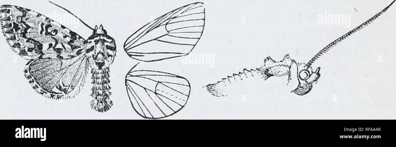 . Katalog der Lepidoptera Phalaenae im British Museum. Motten. So NOCTUID. E. 3G 03. Daseochaeta alpiiim. Nocfua ludifica, Sepp, isoliertes Ned. Ich. (4) S. 41, Pi. 9. ff. 1-8 (1732), geborene Linn. Noctua aprilina, Scliiff. Wien. Verz. s. 70 (177 (;); Sepp, ins. Ned. iv. (Errata); Hiibn. Eur. Sehniett., Noct. w. 22 (nee Linn.). Noctua alpiiim. Osbeck, Gotlieb. Saninil. Handl. (Nass. Beihilfen.) Ich. p.r) 2, Pi. 1. w. 2 (1778); stehen. Kat. Lep. pal. S. 130. Noctua Orion, Esp. Schmett. iv. pi. 118. ff. 4-7 (1787); von Dup. Lep. Fr. vl. S.203, Pi. 85. w. 5; Stepli. 111. Erit. Ent., Haust. iii. pi. 4 (1 w. 2; Curt. Stockfoto