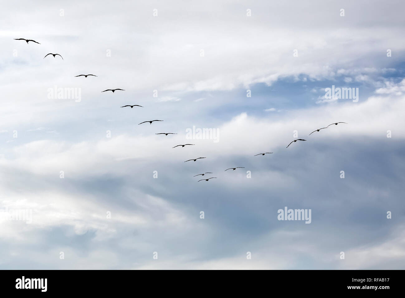 Silhouette der Vögel fliegen in V-Formation mit einem bewölkten Himmel im Hintergrund Stockfoto