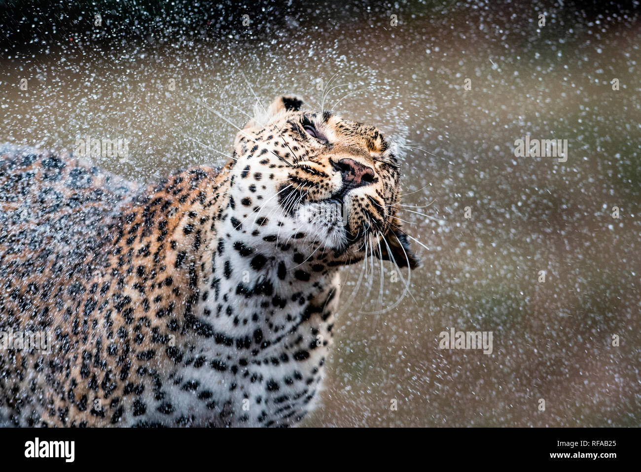 Ein leopard Panthera Pardus, schüttelt das Wasser aus selbst, Wasser spritzt Tröpfchen in der Luft, nasses Fell, Augen geschlossen. Stockfoto