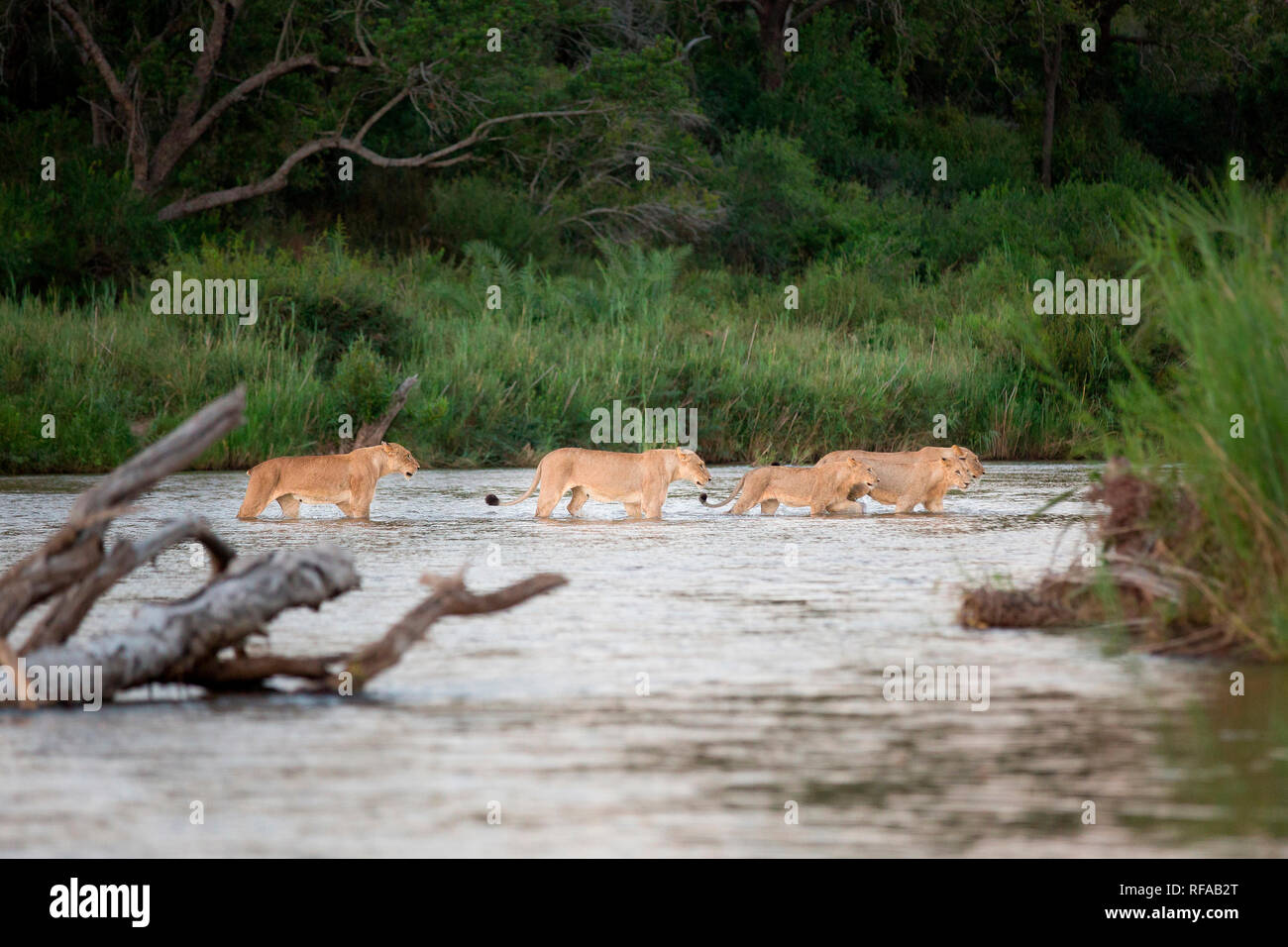 Ein Löwe stolz, Panthera leo, überqueren Sie den Fluss in einer Zeile in knietiefem Wasser, nach jedem anderen, viel Grün im Hintergrund Stockfoto