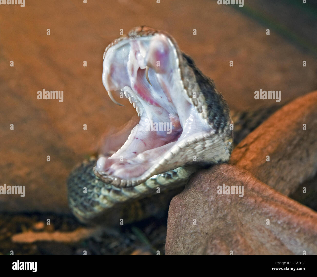 Reißzähne heraus, eine Westliche Klapperschlange, Crotalus viridis, macht ein Streik mit offenen Mund. Stockfoto
