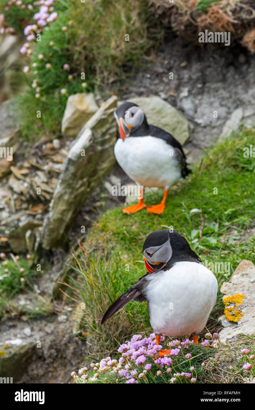 Papageitaucher (Fratercula arctica) putzen Federn auf einer Klippe in seabird Kolonie in Sumburgh, Shetland Inseln, Schottland, Großbritannien Stockfoto