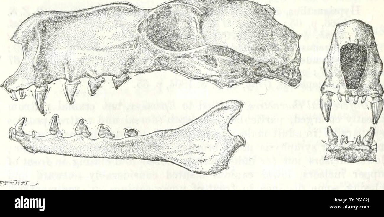. Katalog der Chiroptera in der Sammlung... Museum. . Abb. 33. âHypsignathus movfiroins. (^. Eiver Eenito, Spanisch Guinea. Nr. 98.10.7.2. . Sl-ull (Fi&lt; r. 33). âllostrnm von erwachsenen Männern höchst eigenartigen{'^ SjjJiyro - cephahis "Hammer-headed Bat), lange und übermäßig tiefe{'â' â IJypsi-f/naihus", mit tiefen Blenden), breit über alveoläre Margen, seitlich stark komprimiert (eine große Luft-sac auf beiden Seiten der Kanzel), dorsalen und ventralen Profile subparallel; Länge von vorne. Bitte beachten Sie, dass diese Bilder aus gescannten Seite Bilder, Biene haben können extrahiert werden Stockfoto