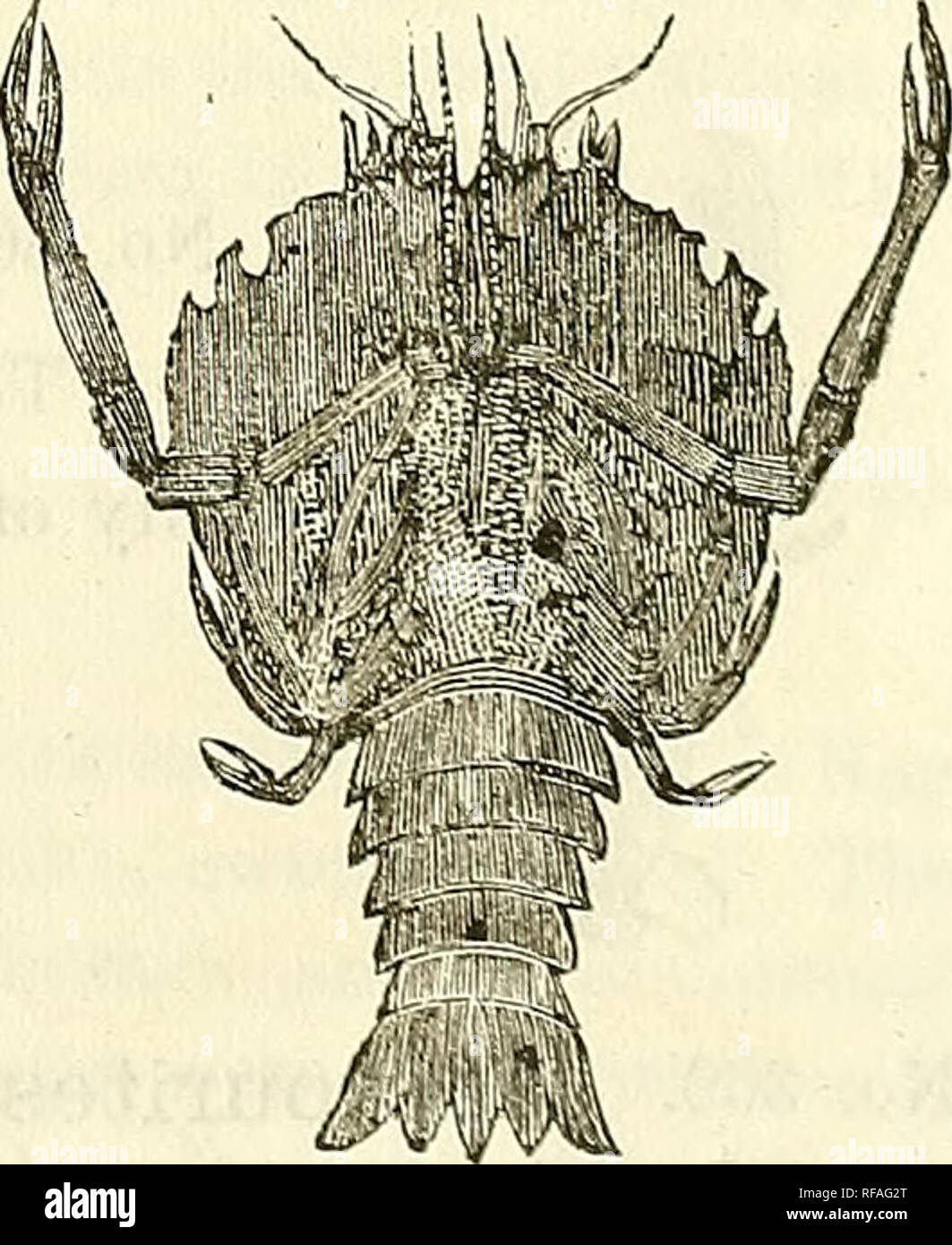 . Katalog von Abgüssen von Fossilien, von den wichtigsten Museen von Europa und Nordamerika, mit kurzen Beschreibungen und Abbildungen. Fossilien. Wenn^^ si^p^i m I 1 m Diese schöne und sehr perfekt Krustentiere aus dem Lias von Lyme-Regis, England, war eine grabende Dekapoden mit langen monodactylous Vorderteil - gliedmassen bewaffnet mit Stacheln. Der vorderleib war ein Drittel länger als tief, und kürzer als der Bauch, der die Tribüne war prominent, geschwungene nach oben und hatte eine doppelte Reihe von konisch, leicht gebogenen Stacheln; der Schwanz war lang, und die Lappen waren umfassend und dornfortsätze. Größe 10 x 5. Preis, $ 1,75. Nr. 353. Enoploclytea Stockfoto