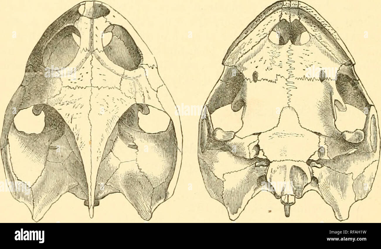 . Katalog Der chelonians, rhynchocephalians, und Krokodile im British Museum (Natural History). Chelonia (Gattung); Rhynchocephalia; Krokodile. Schädel von Pelomedusa galcafa. Panzers sehr deprimiert, obtusely Gekielt; ersten vertebralen Schild größte, ein wenig breiter als lang. Plastron viel kleiner als die Eröffnung des Shell; vorderen Lappens abschneiden, breiter als die Hinterbeine lobe, Avhich ist winklig eingekerbt; die Breite der Brücke enthaltenen dreimal und eine halbe bis vier Mal in der Länge des Plastron; inter-normalen Schild viel länger als wiederkehrenden 'Stammgästen: Brust- und Bauchhöhle Schilde fast equ Stockfoto