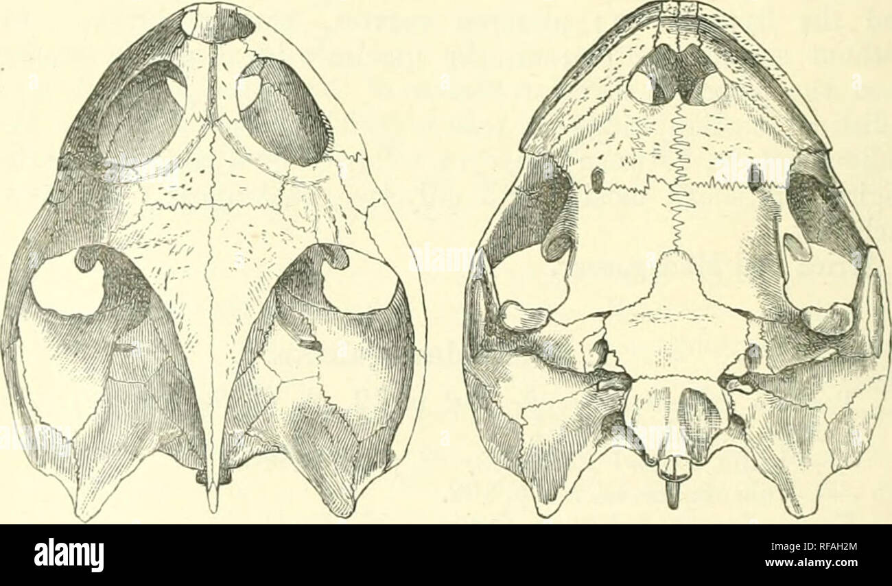 . Katalog Der chelonians, rhynchocephalians, und Krokodile im British Museum (Natural History). Neu hrsg. von George Albert Boulenger. Chelonia (Gattung); Krokodile; Rhynchocephalia. Schädel von Teloijiedusa galcafa. Panzers sehr deprimiert, obtuselj - keeled; ersten vertebralen Schild größte, ein wenig breiter als lang. Plastron nnich kleiner ist als die Öffnung der Shell; vorderen Lappens abschneiden, breiter als die Hinterbeine lobe, Avhich ist winklig eingekerbt; die Breite der Brücke enthaltenen thiiee und eine Hälfte Zeit in der Länge des Plastron zu bereisen; inter-normalen Schild viel länger als wiederkehrenden 'Stammgästen.; Stockfoto
