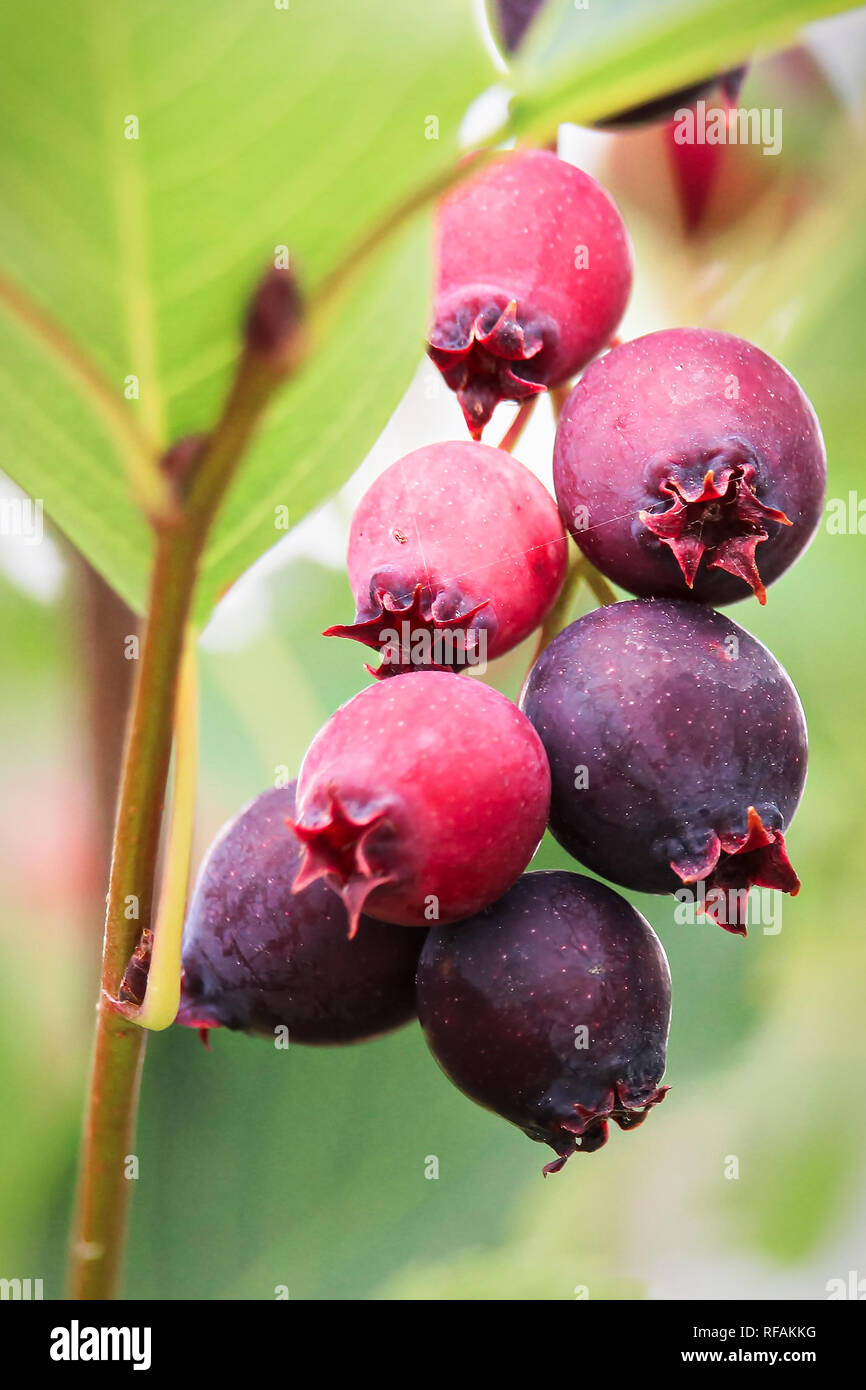 Reife und Unreife saskatoon Beeren hängen an Ästen. Stockfoto