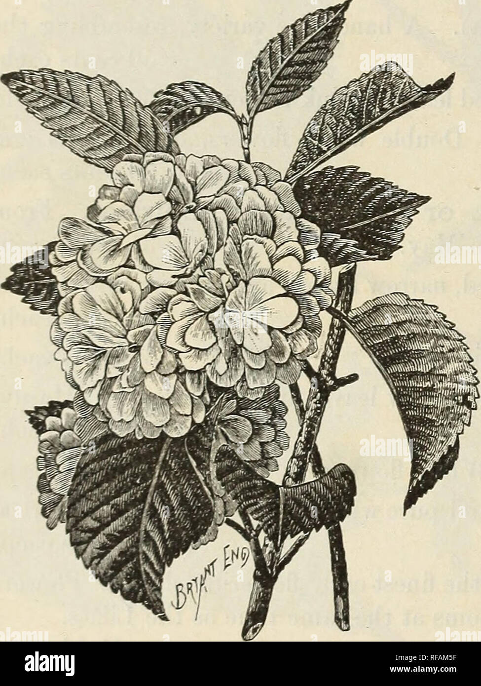 . Katalog von Andorra Baumschulen Wahl hardy Bäume, Sträucher