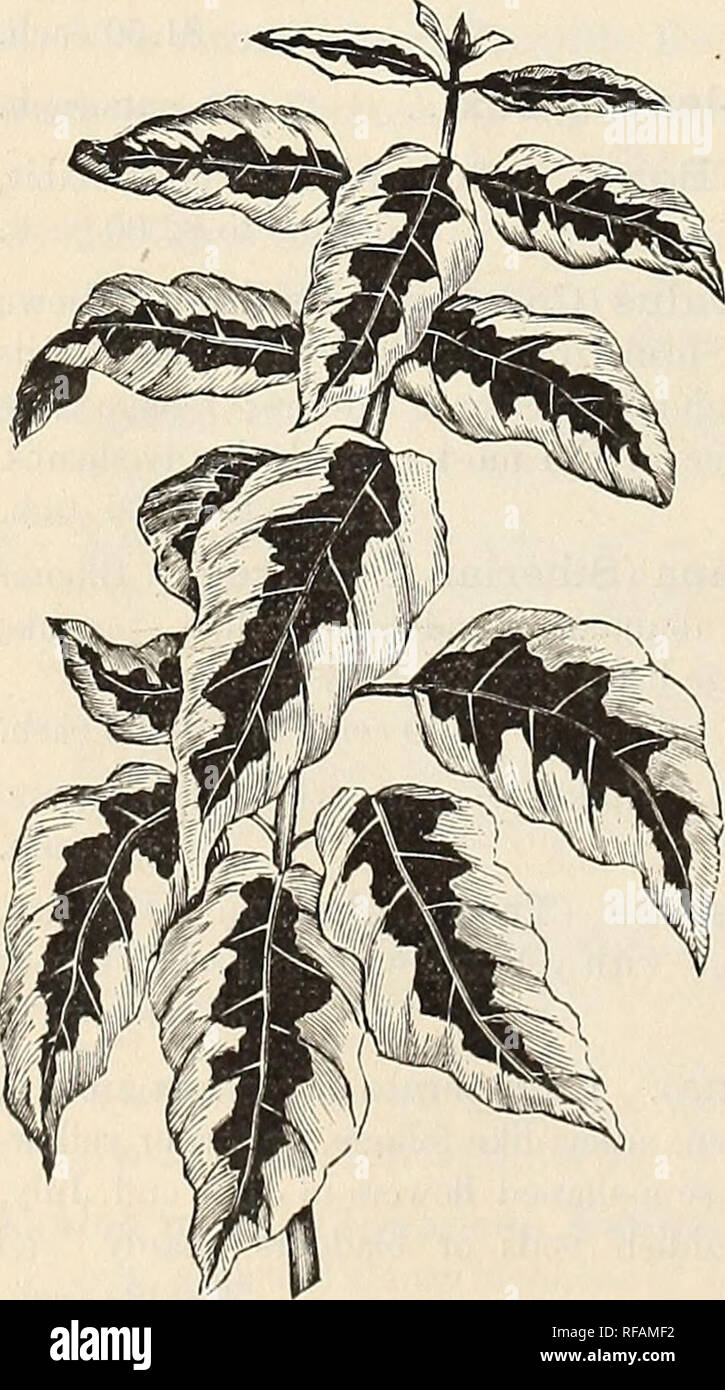 . Katalog von Andorra Baumschulen: Wahl hardy Bäume, Sträucher, Pflanzen, Rosen, und Obst. Baumschulen (Gartenbau) Pennsylvania Philadelphia Kataloge; Baumschulen Pennsylvania Kataloge; Pflanzen, Zierpflanzen Kataloge; Bäume Sämlinge Kataloge; Blumen; Obst Kataloge Kataloge. Cornus alba sanguinea (Weiß Großfrüchtige, Rot - aufgehaltene Hartriegel). Starke - wachsen - ing Bush, mit großen, sauberen, effizienten Laub, und Recht, Flachbild corymbs der Früchte. Es ist BWS-ciallj" auffällige im Winter, aufgrund der markanten blutrote Farbe ihrer Zweigstellen. 35 bis 50 Cent. C. aurea variegata Spathii (Golden Va-riegated Hartriegel Stockfoto