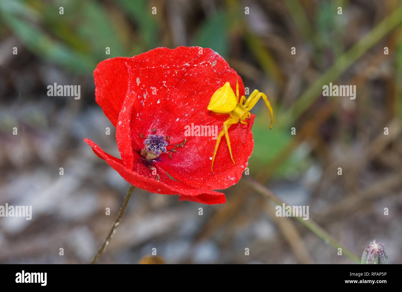 Kleine bunte, gelbe Spinne, eine männliche Crab Spider, auf eine rote Blume Stockfoto