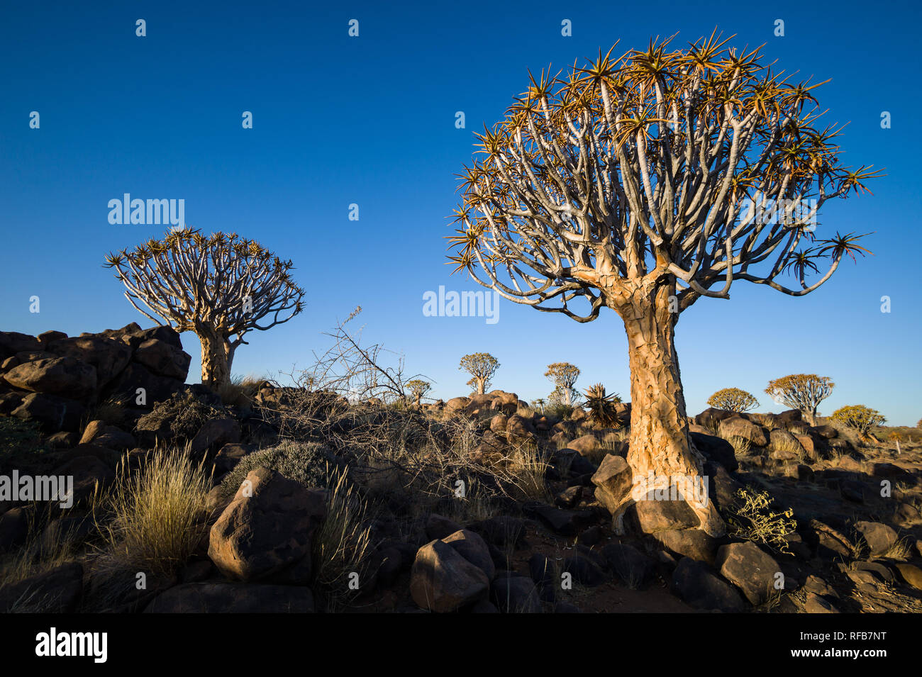 Köcherbaumwald ist eine touristische Attraktion in der Nähe von Keetmanschoop, Namibia, wo hunderte von gefährdeten Köcherbäume, Aloidendron dichotoma, Wachsen Stockfoto