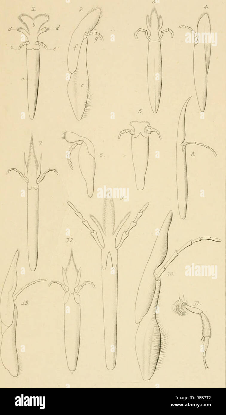 . Katalog der Britischen Hymenoptera im British Museum. Teil 1, Andrenidae und Apidae. Bienen; Hymenoptera - - Großbritannien. HYMEE' OPTERA. PlYl.. Bitte beachten Sie, dass diese Bilder sind von der gescannten Seite Bilder, die digital für die Lesbarkeit verbessert haben mögen - Färbung und Aussehen dieser Abbildungen können nicht perfekt dem Original ähneln. extrahiert. British Museum (Natural History). Abt. für Zoologie; Smith, Friedrich, 1806?-1879. London Gedruckt im Auftrag des Kuratoriums Stockfoto