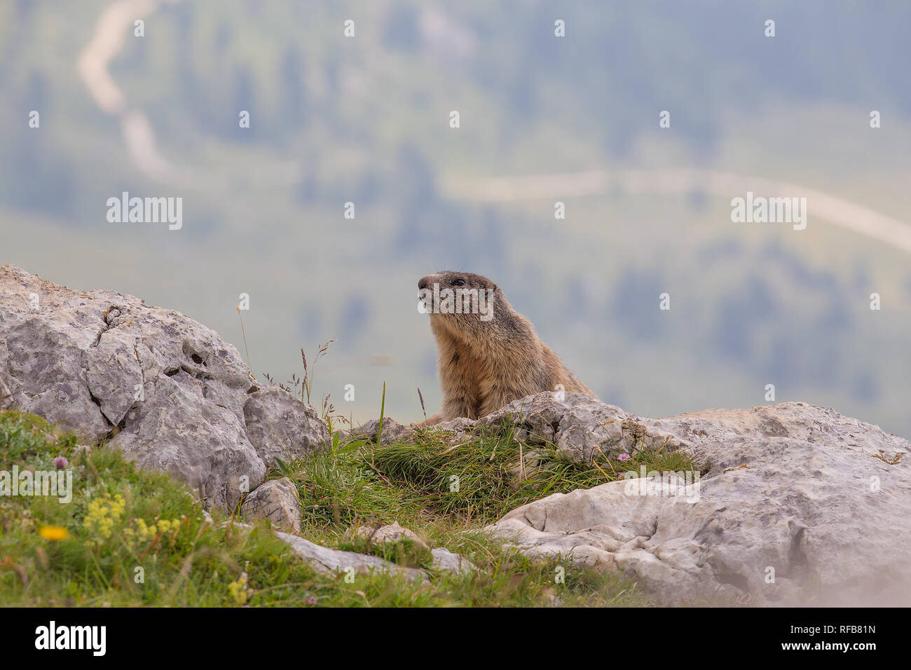 Alpine Murmeltier (Marmota marmota) sitzen auf dem Rock Stockfoto
