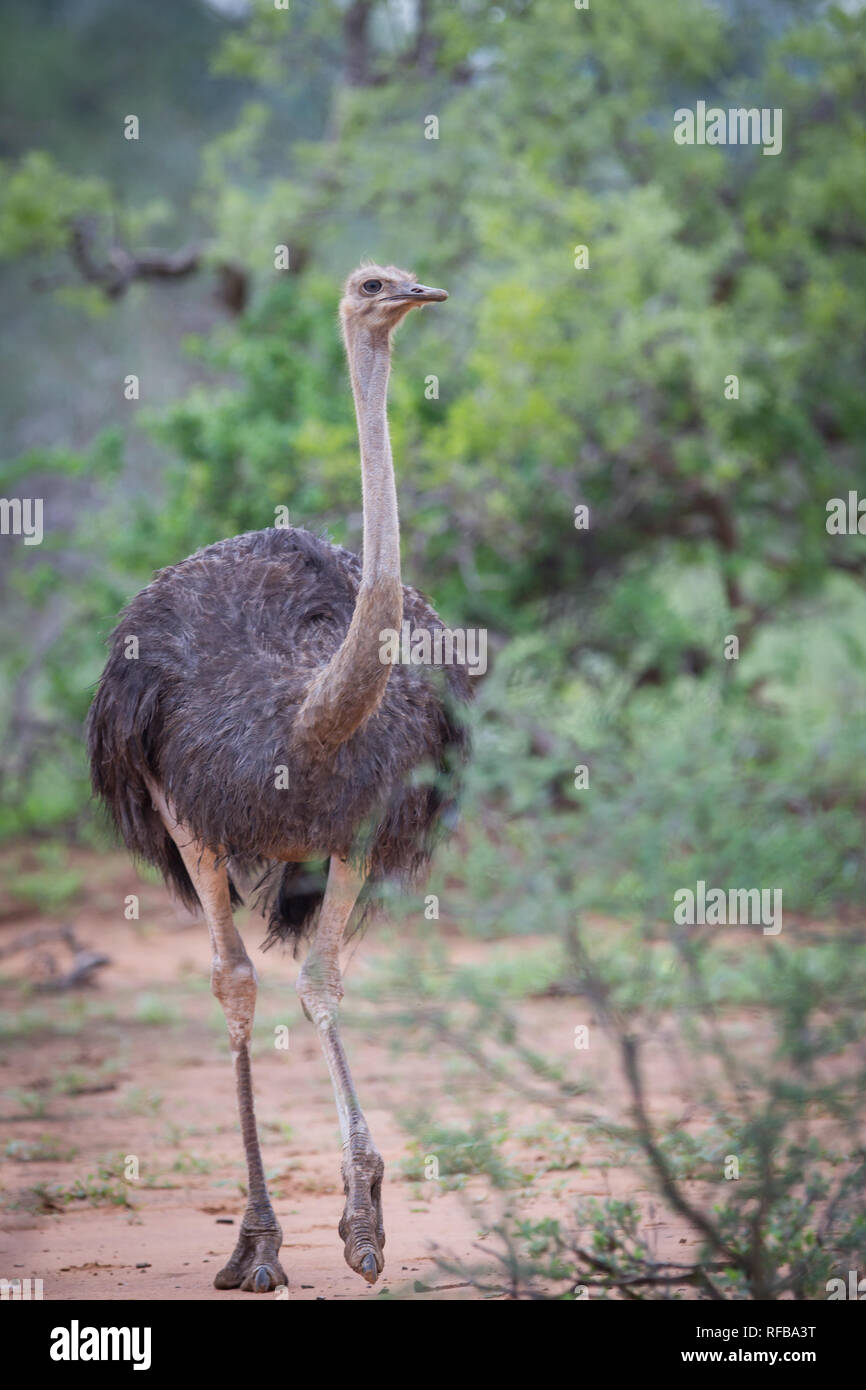 Das Pafuri Region im äußersten Norden von Kruger National Park ist ein herrliches Ziel für eine Safari mit viel Wildnis und unglaubliche Landschaften. Stockfoto